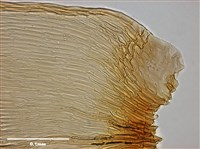 腐木苔屬藏品圖，第15張